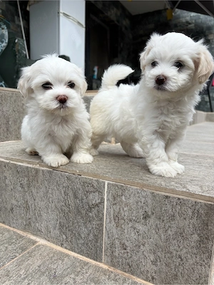 Bichon Maltez dragalasi si iubitori
