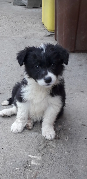 Border collie rasă pură, linie de lucrcu animale  - imagine 5