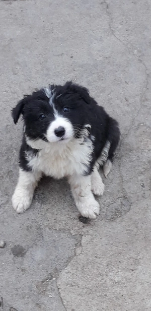 Border collie rasă pură, linie de lucrcu animale  - imagine 4