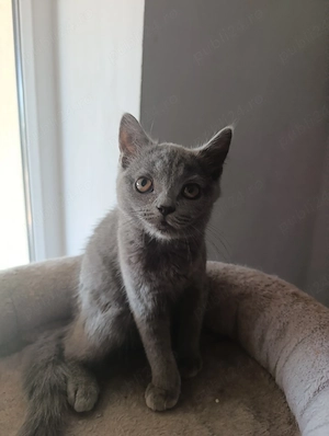 British Shorthair - imagine 3