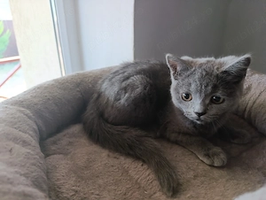 British Shorthair - imagine 2