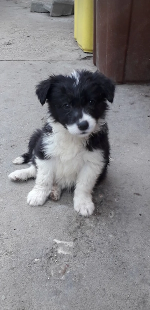 Border collie linie foarte bună de lucru cu animale  - imagine 3
