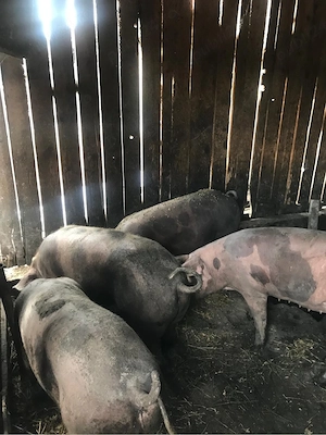 Vind porci 100-110 kg preț 12 lei. Kg