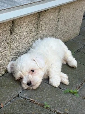 Bichon Maltez Fetita - imagine 3