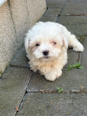 Bichon Maltez Fetita - imagine 2