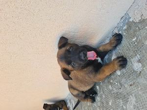 Cățeluși ciobănesc belgian malinois  - imagine 5