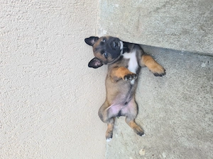 Cățeluși ciobănesc belgian malinois  - imagine 3