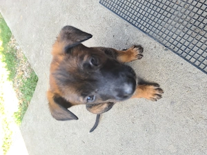 Cățeluși ciobănesc belgian malinois  - imagine 2