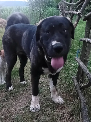 Disponibila femelă Asia Centrală 