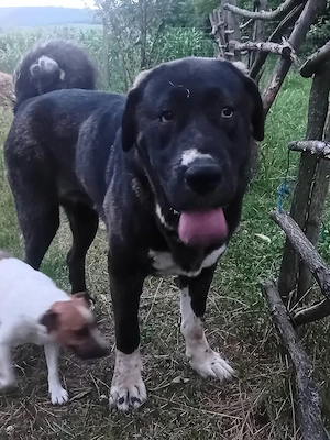 Disponibila femelă Asia Centrală  - imagine 3