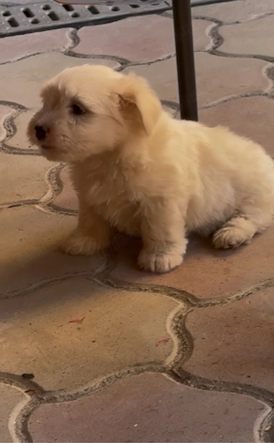Bichon Maltez Mini Toy - imagine 5