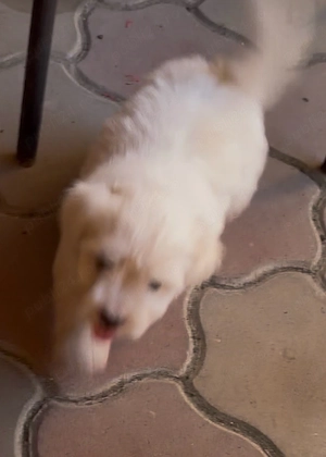 Bichon Maltez Mini Toy - imagine 4