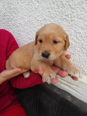 golden retriever rosu  - imagine 3