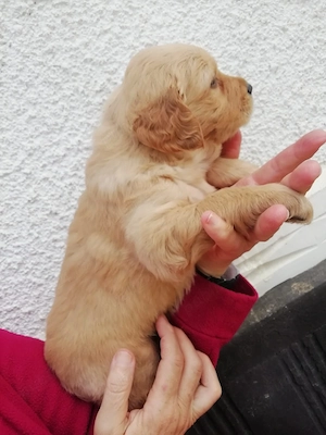 golden retriever rosu  - imagine 2