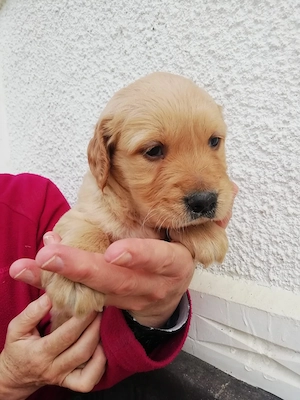 golden retriever rosu  - imagine 4