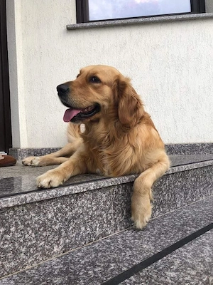 golden retriever rosu 