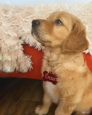 băiet golden retriever  - imagine 4