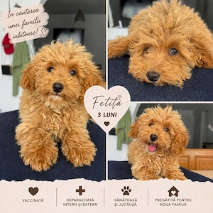 Pudel Poodle Caniche Red Roscat Apricot 
