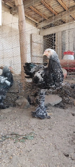 brahma herminat inchis 