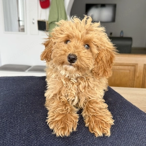 Pudel Poodle Caniche Red Roscat Apricot  - imagine 2