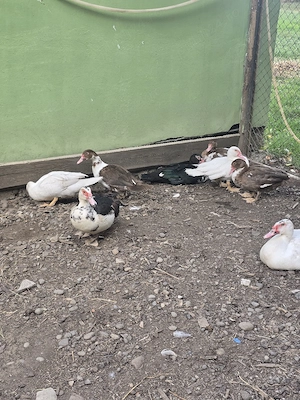 rață leseasca muta