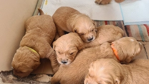 avem spre vanzare golden retriever  - imagine 2