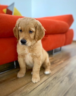 avem spre vanzare golden retriever  - imagine 3