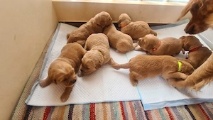 cei mai frumusei goldeni retriever  - imagine 2