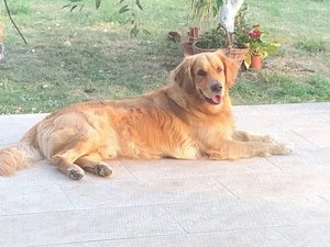 retriever golden roșu 