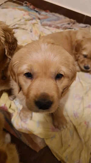 retriever golden roșu  - imagine 3