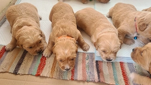 retriever golden roșu  - imagine 2
