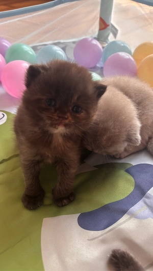 Pui british shorthair chocolate tortie - imagine 2