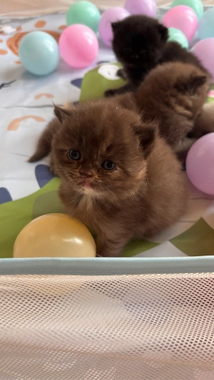 Pui british shorthair chocolate tortie - imagine 3