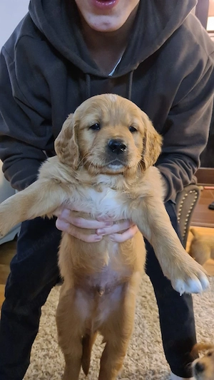 puisor rosu de rasa pura golden retriever  - imagine 2
