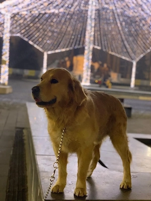 puisor rosu de rasa pura golden retriever  - imagine 3