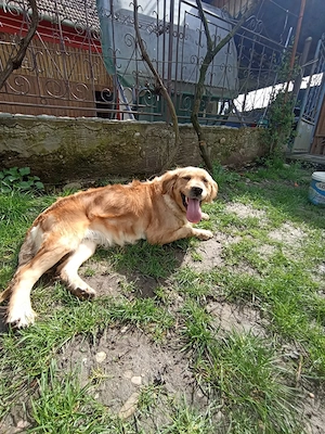 golden retriever deosebit - imagine 3