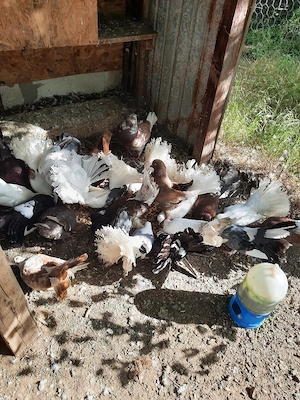 Porumbei curcani, voltați