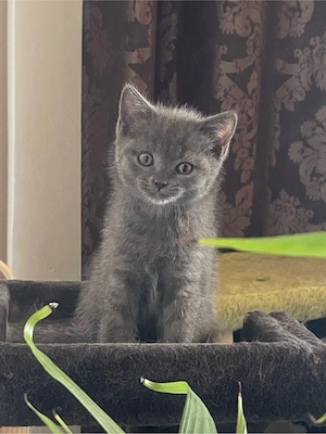 Vând pisici British Shorthair Blue - imagine 5