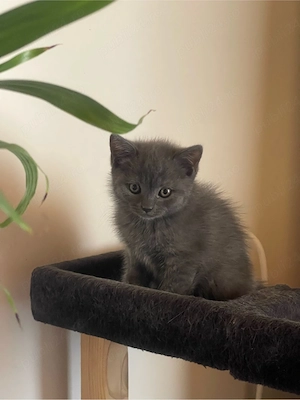 Vând pisici British Shorthair Blue - imagine 3