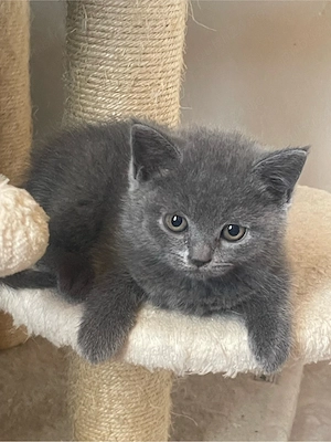 Vând pisici British Shorthair Blue - imagine 4