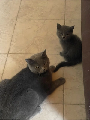 Vând pisici British Shorthair Blue - imagine 2