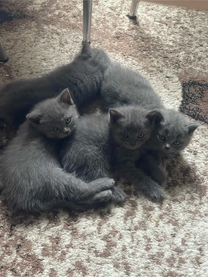 Vând pisici British Shorthair Blue