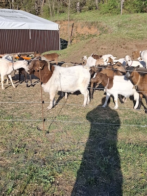 Vand capre Boer, Alpina Franceză si Sanen