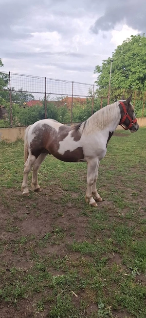 Vand cal Mustang Pinto - imagine 3