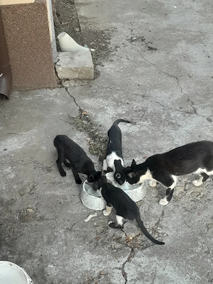 Donez puii de pisică
