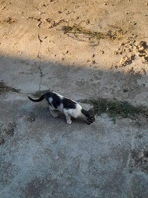 Donez puii de pisică - imagine 2