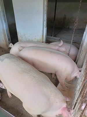 Vând porci - imagine 2