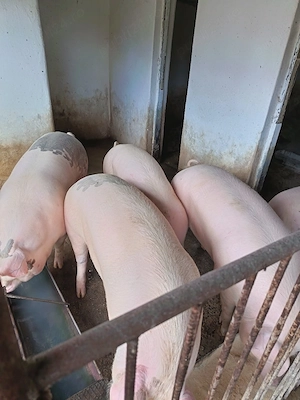 Vând porci