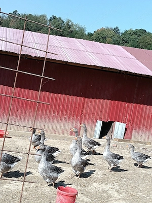 vand gâște 