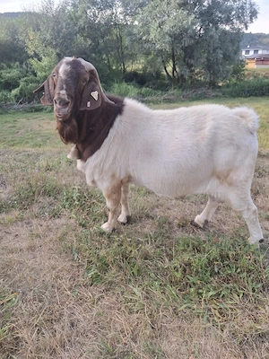 Vand tap din rasa Boer